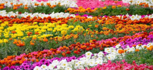 Фото: Krishijagran.com