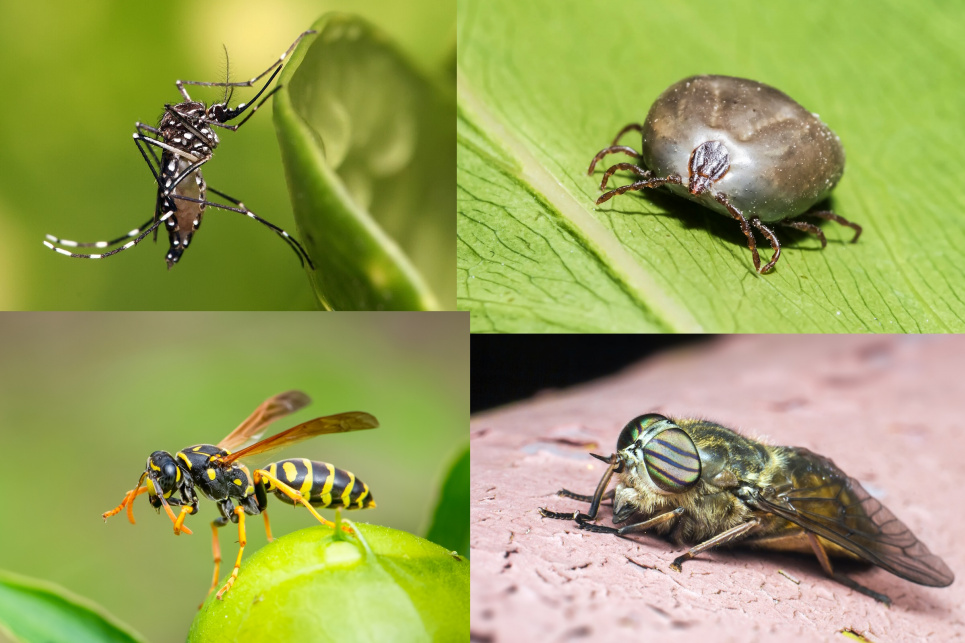 Комахи vs люди: як перемогти у цій нерівній битві Верхнє праве фото: Wired.com, праве нижнє фото: Pixabay.com, ліве нижнє: Beeswiki.com, верхнє ліве: Wikipedia.org. Колаж: GreenPost