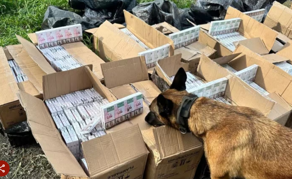 Митники "відкопали" понад 10 тисяч пачок контрабандних сигарет у вагонах із рудою На Закарпатті митники виявили 10 тис. пачок сигарет у вагоні з рудою