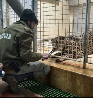 Леопард вырвался из клетки и убил смотрителя зоопарка Иерусалима (ФОТО) Леопард вырвался из клетки и убил смотрителя зоопарка Иерусалима