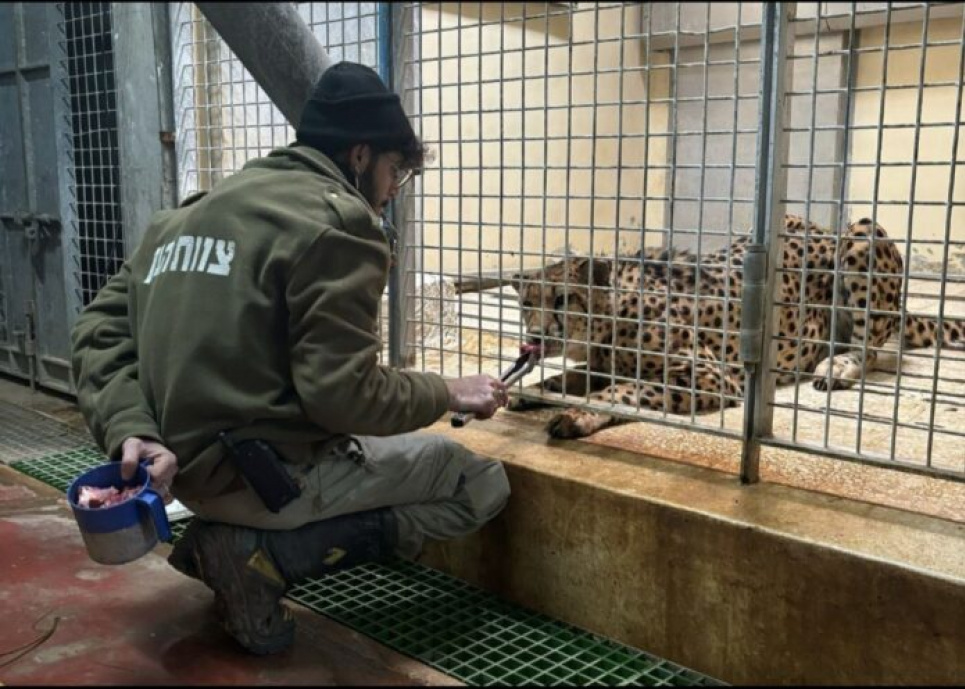 Леопард вырвался из клетки и убил смотрителя зоопарка Иерусалима (ФОТО) Леопард вырвался из клетки и убил смотрителя зоопарка Иерусалима