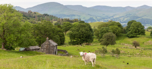Природне фермерство: уроки від Howside Farm Фото: Static.nationaltrust.org.uk