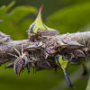 Світова криза комах: чи наближається «комахагедон»? Фото: Discoverwildlife.com