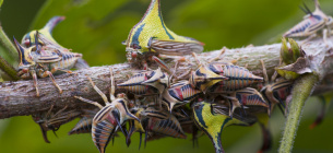 Світова криза комах: чи наближається «комахагедон»? Фото: Discoverwildlife.com