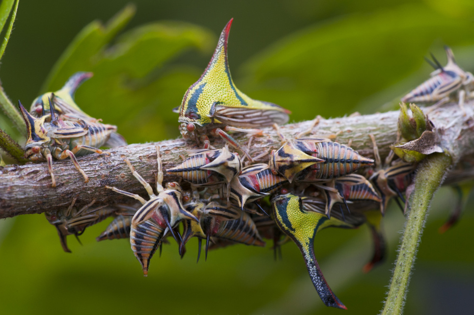 Фото: Discoverwildlife.com