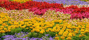 Фото: Epicgardening.com
