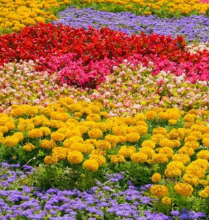 Фото: Epicgardening.com