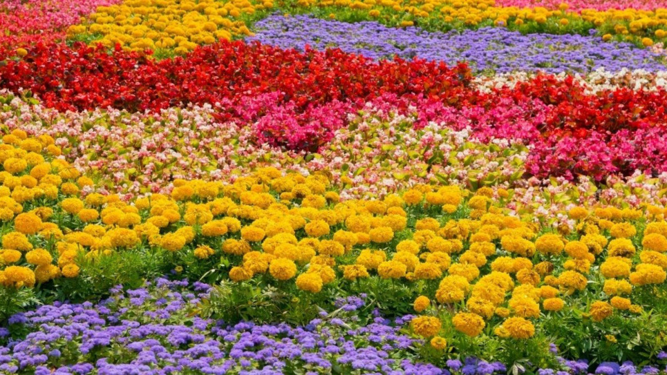 Фото: Epicgardening.com