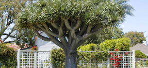 Фото: Waterwisegardenplanner.org