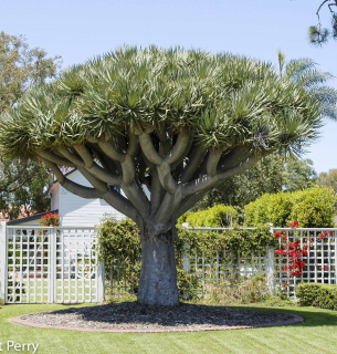 Фото: Waterwisegardenplanner.org