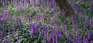 Фото: Thelandscapelibrary.com