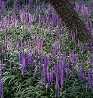 Фото: Thelandscapelibrary.com