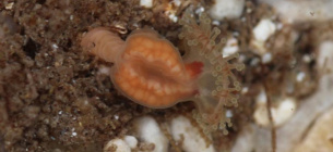 Газлайтинг довжиною у п’ятдесят років: на Гебридських островах знайшли медузу, яку вважали вимерлою Фото: Inkl.com