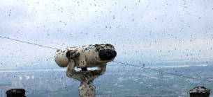 Масивна атака комах на Сеул: причини та можливі загрози Фото: Nytimes.com