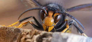 Декодувати дзижчання: як звуки, що видає азійський шершень, допомагають з ним боротися Фото: Pestdefence.co.uk