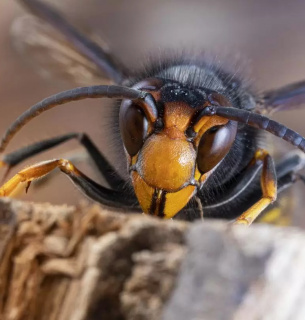 Фото: Pestdefence.co.uk