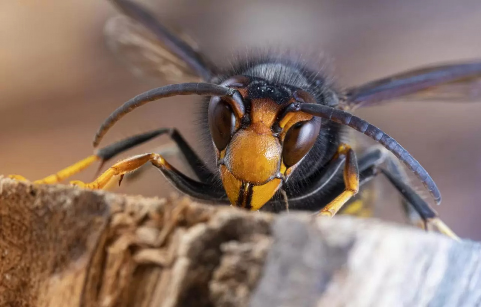Фото: Pestdefence.co.uk