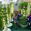 Сучасні сади Семираміди: аеропоніка в ландшафтному дизайні Фото: Adrianasisoaeroponics.com