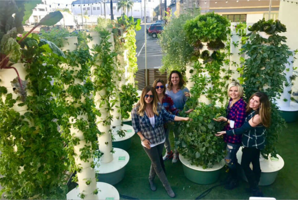 Сучасні сади Семираміди: аеропоніка в ландшафтному дизайні Фото: Adrianasisoaeroponics.com