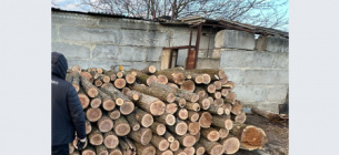 ДБР викрило лісників на Харківщині, що організували рубки на 12 млн грн