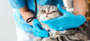 Незламні рятівники: Україна вітає ветеринарів з професійним святом День ветеринара в Україні: вшанування героїв, що рятують тварин під час війни