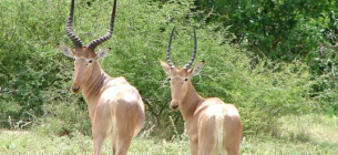 Зникнення велетнів та привидів в дикій природі Антилопи гіроли. Фото з відкритих джерел