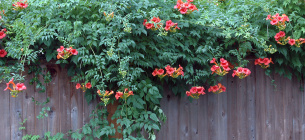 Фото: Landscapeplants.oregonstate.edu