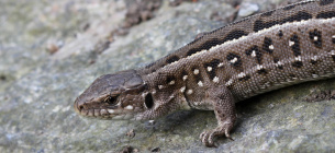 Непомітні сусіди, що потребують захисту: ящірки України Ящірка прудка
Фото: Wikipedia.org