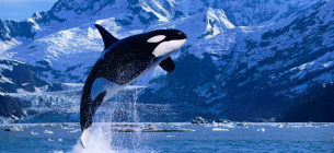 Володарі океанів: що варто пам'ятати у Всесвітній день косатки Фото з відкритих джерел