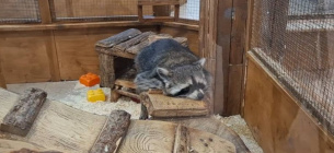 В Одесі готуються перевірити контактний зоопарк через десятки скарг В Одесі перевірять контактний зоопарк «Макі-Пакі» через 77 скарг