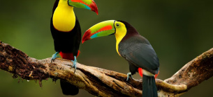 «Приголомшливе» падіння: як клімат знищує популяцію тропічних птахів Фото: Earth.com