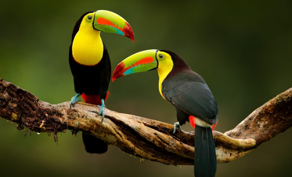 Фото: Earth.com