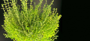 Рослина з "людським" геномом: вчені розкрили таємницю середземноморського дуба земляного Фото: Hamberger Group