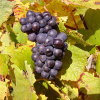 18 серпня — Міжнародний день Піно Нуар International Pinot Noir Day — святкування елегантного червоного вина
