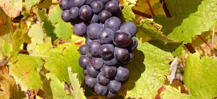 International Pinot Noir Day — святкування елегантного червоного вина