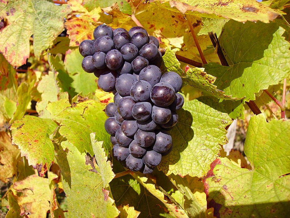 International Pinot Noir Day — святкування елегантного червоного вина