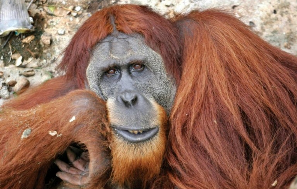 День "лісової людини": чому 19 серпня – привід згадати про орангутанів Фото: Wikipedia / Ольга Кузьмина
