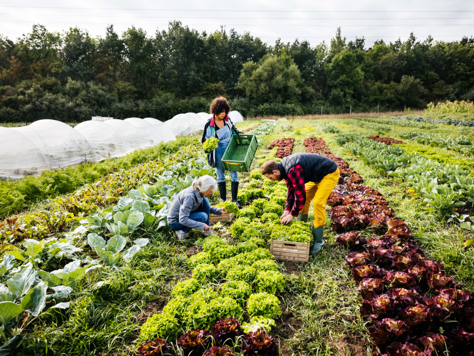 Зображення ілюстративне.
Фото: Dengarden.com