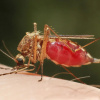 Зображення ілюстративне.
Фото: Newscientist.com