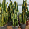 Фото: Spillycactus.it