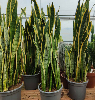 Фото: Spillycactus.it