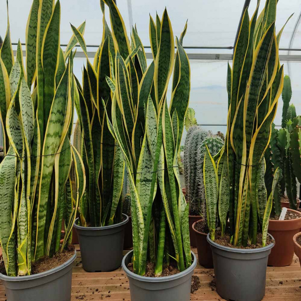 Фото: Spillycactus.it