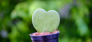 Фото: Gardeningknowhow.com