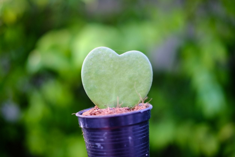 Фото: Gardeningknowhow.com