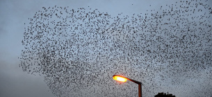 Міські вогні vs природа: яскраве освітлення заважає птахам спати Фото: Cosmosmagazine.com