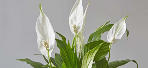 Фото: Nature-and-garden.com