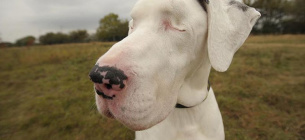 День сліпих собак: коли любов долає будь-які перешкоди День сліпих собак: міфи та дивовижні здібності