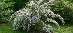Фото: Arboretum.harvard.edu