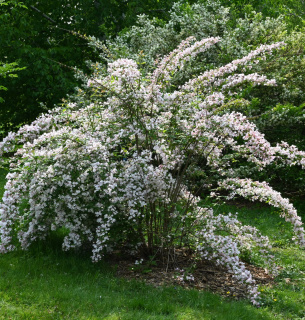 Китайская красавица кольквиция Фото: Arboretum.harvard.edu