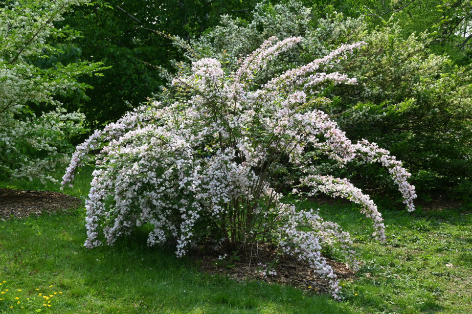 Китайська красуня кольквіція Фото: Arboretum.harvard.edu